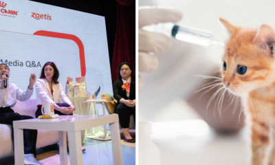 ROYAL CANIN FEATURE 1