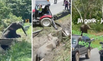 feat image elephant stuck