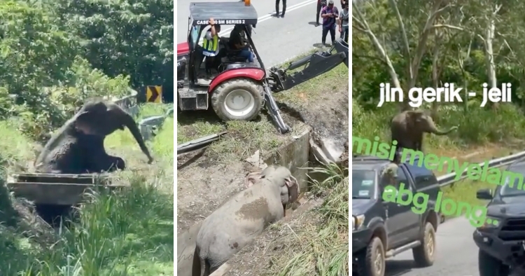 feat image elephant stuck