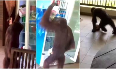 orang utan raid fridge