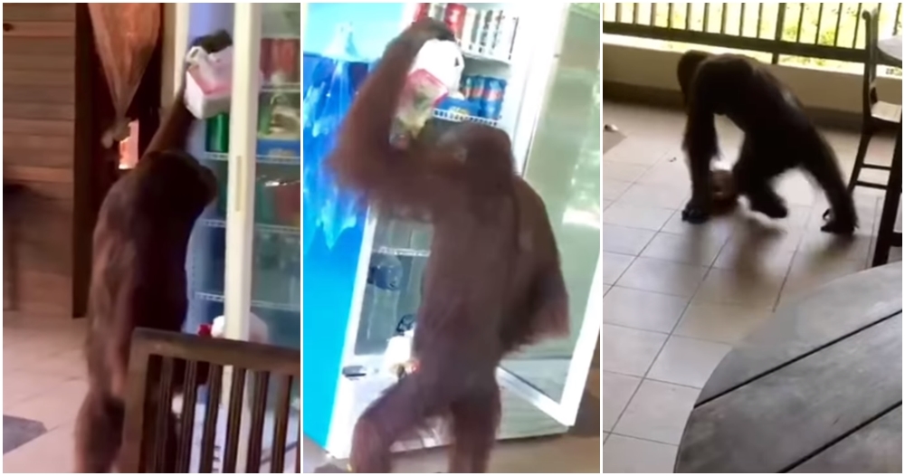 orang utan raid fridge