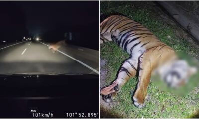 tiger dead karak expressway