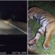 tiger dead karak expressway