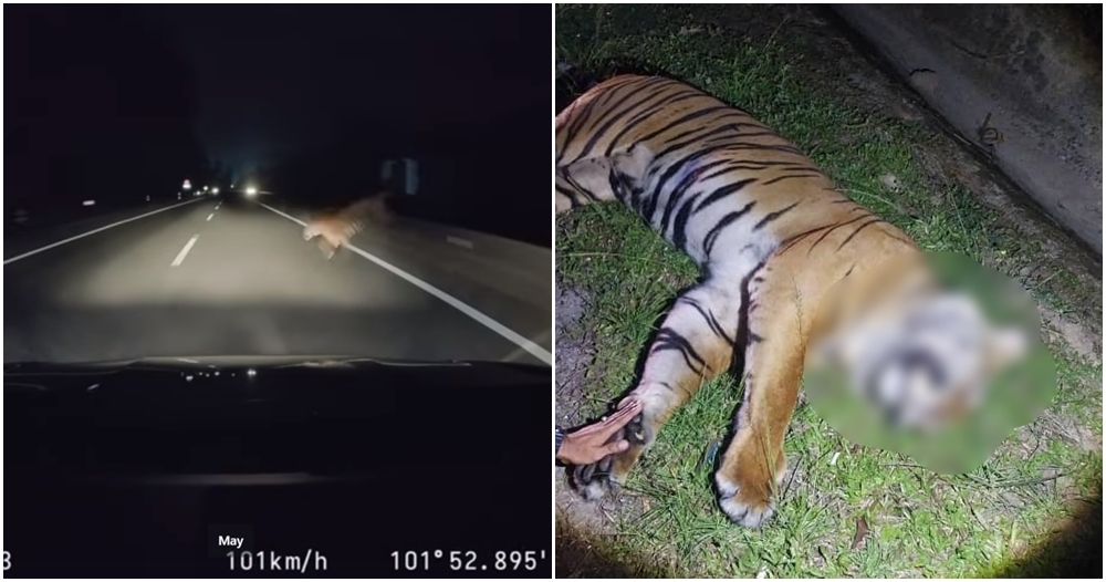 tiger dead karak