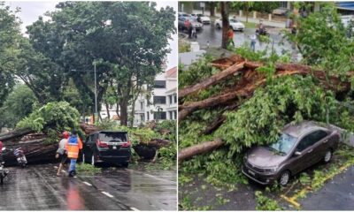 tree fall in penang