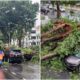 tree fall in penang