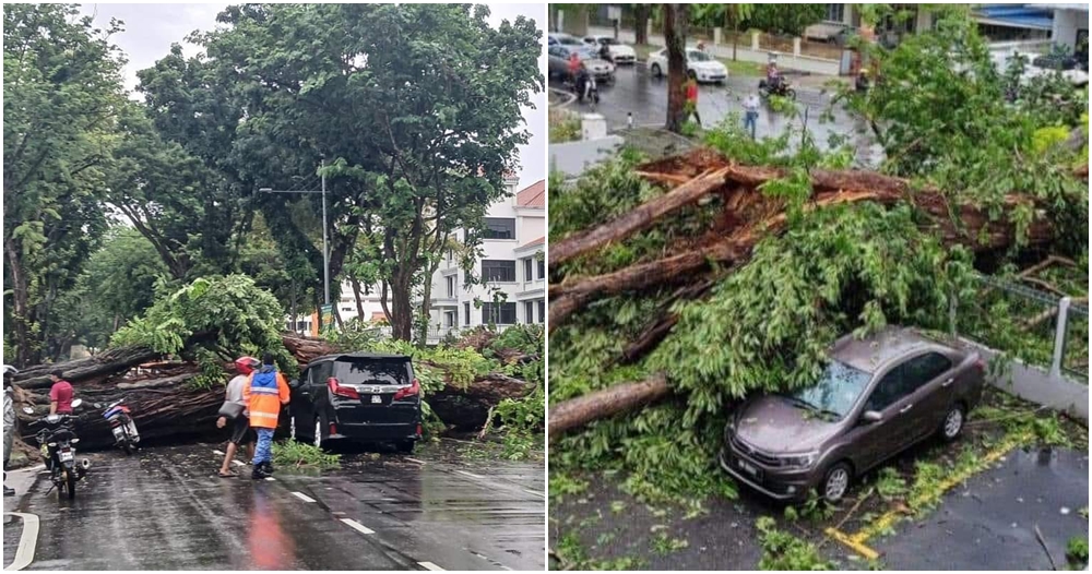 tree fall in penang