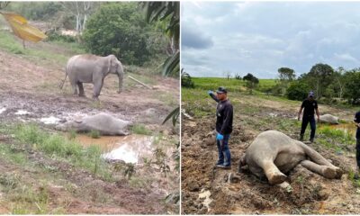 elephants dead johor