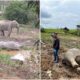 elephants dead johor