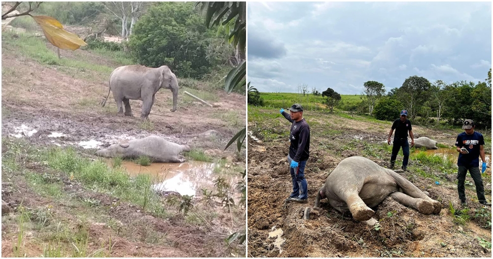 elephants dead johor