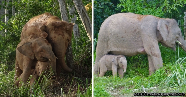 feat image borneo elephant