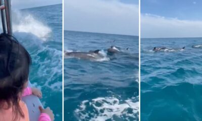 feat image dolphin tioman