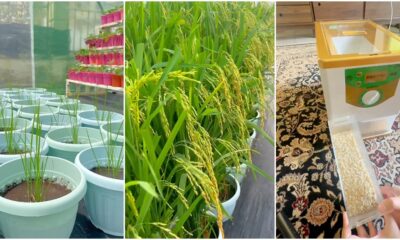 housewife plant paddy get rice