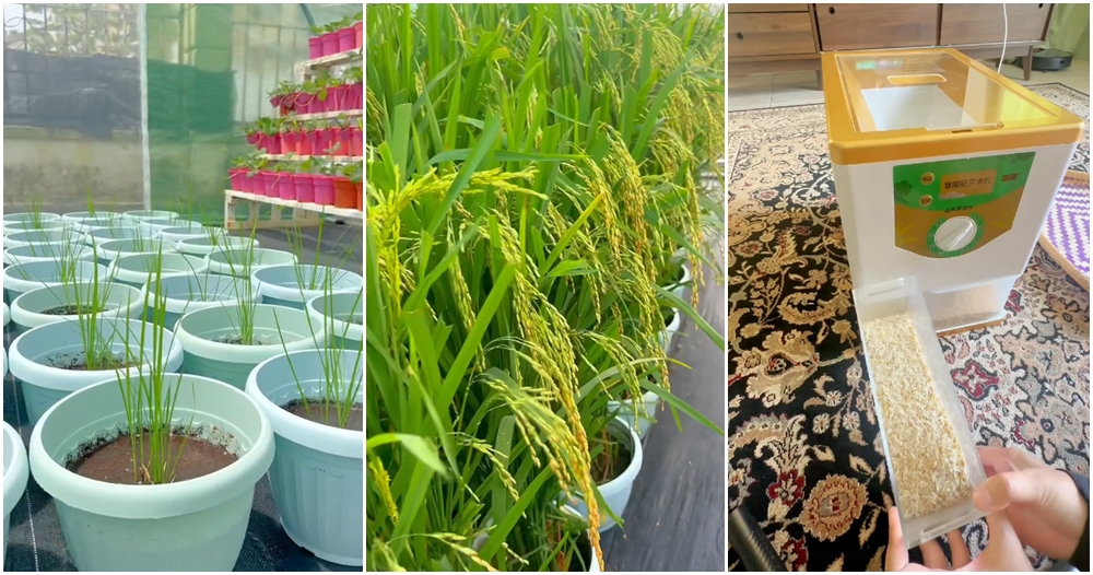 housewife plant paddy get rice