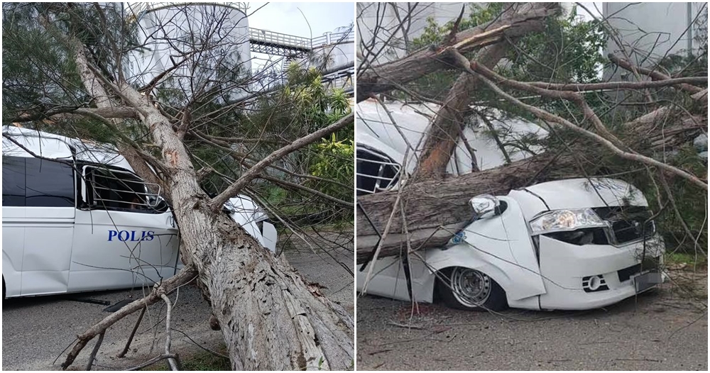 police officer killed by falling tree
