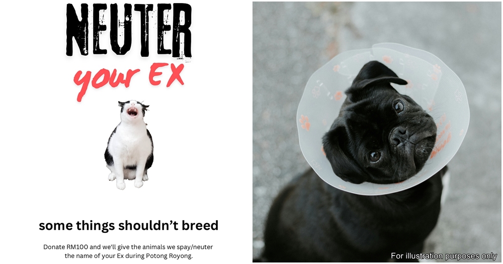 spca selangor neuter your