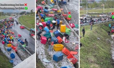 feat image free cuttlefish