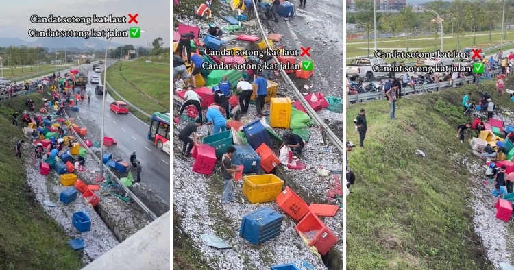 feat image free cuttlefish