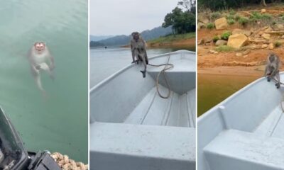 feat image monkey rescue kenyir