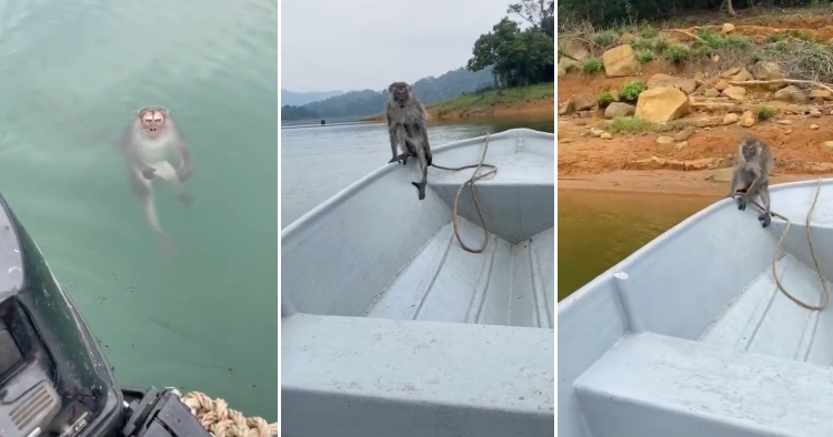 feat image monkey rescue kenyir