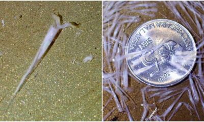 gastropods in mersing