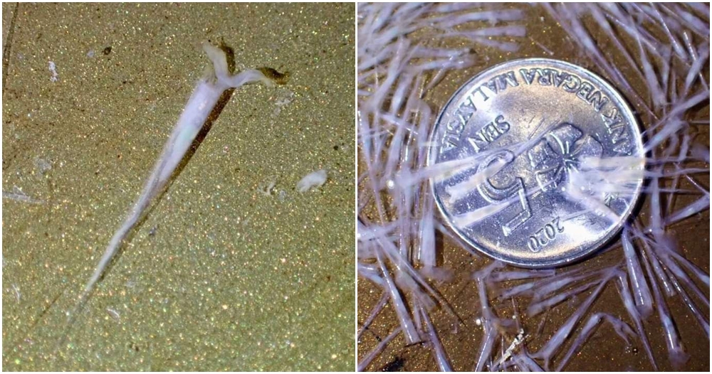 gastropods in mersing