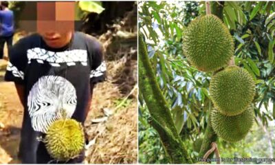 raub durian thief