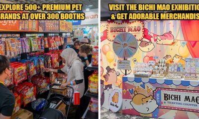 cat expo Feat Image 2