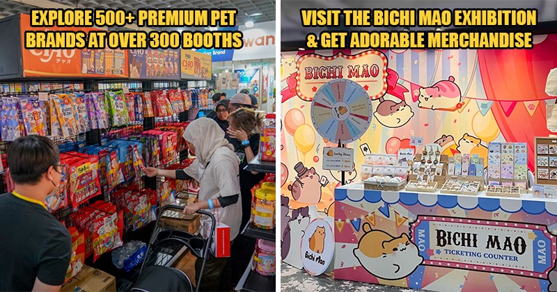 cat expo Feat Image 2