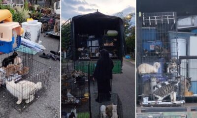 feat image cat moving