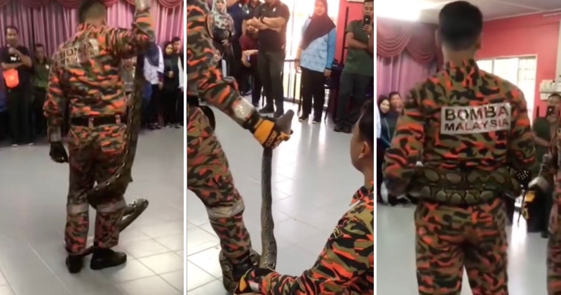 feat image bomba snek