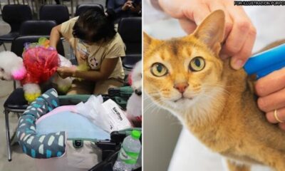 feat image microchip pet