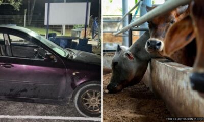 feat image askar curi