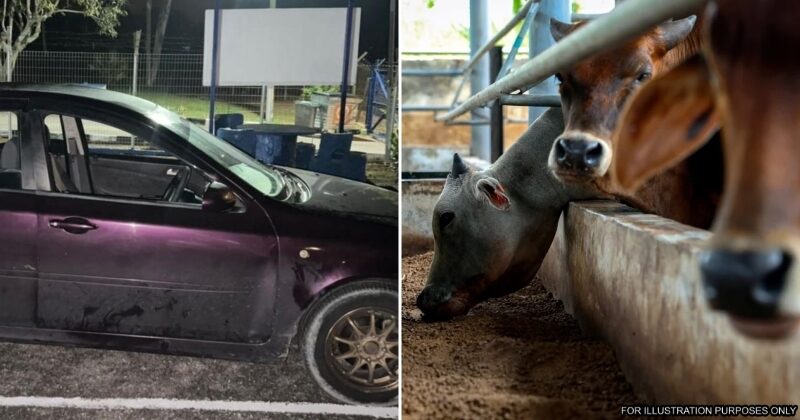 feat image askar curi