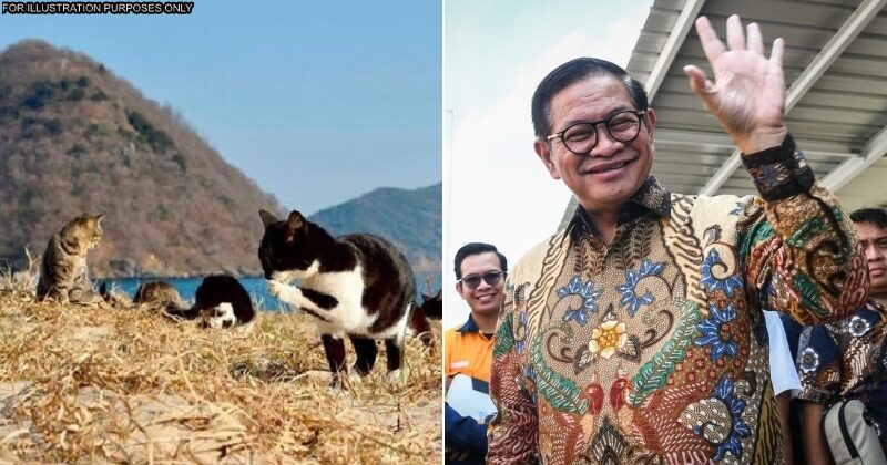 feat image cat island indo