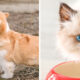 ROYAL CANIN FEATURE