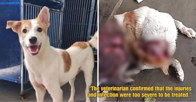 Dd FT 2025 08 18T093202.599