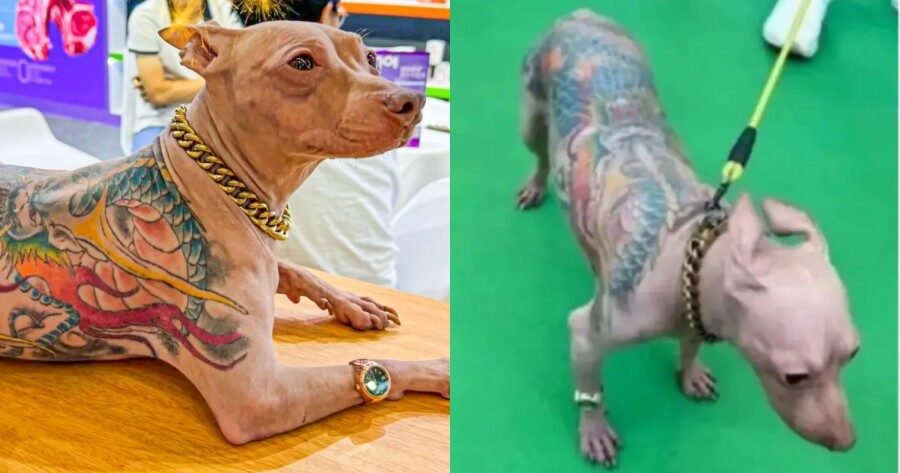 dog tattoo shanghai