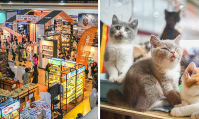 EKSPO KUCING FEATURE