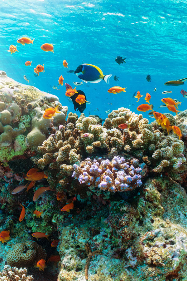 AAMaldives divider a 3