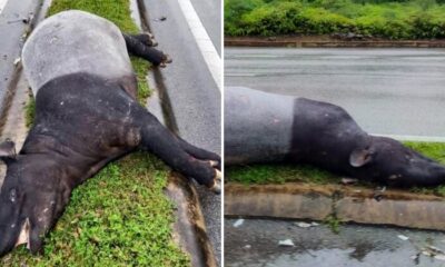 feat image carcass tapir