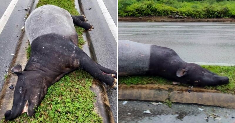 feat image carcass tapir