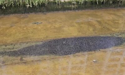 feat image catfish longkang