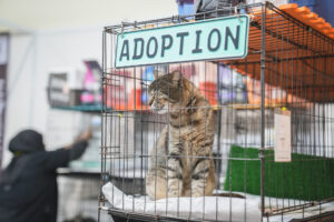Adoption 1