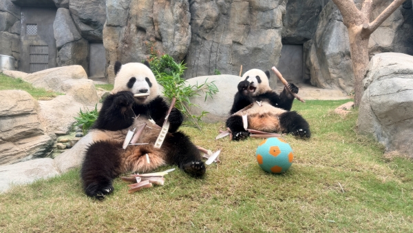 Hktb Panda Twins Credit Ocean Park Hong Kong